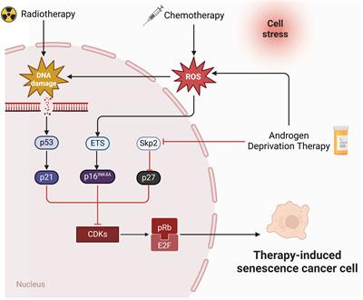 A new perspective on prostate cancer treatment: the interplay between cellular senescence and treatment resistance